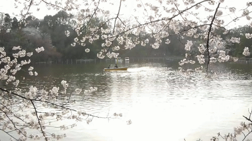 cinemagraph_boat.gif
